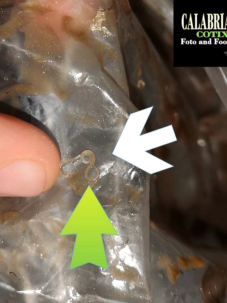 PARASSITA DI PESCI D'ACQUA SALATA. 