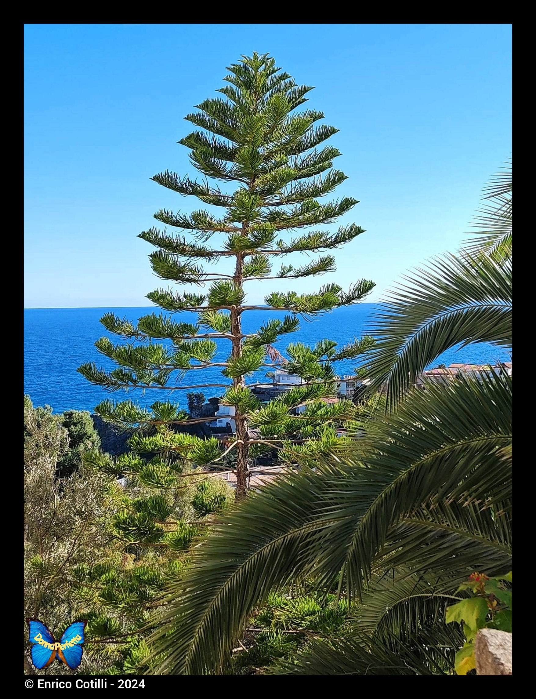 Caminia, (CZ). ARAUCARIA. 