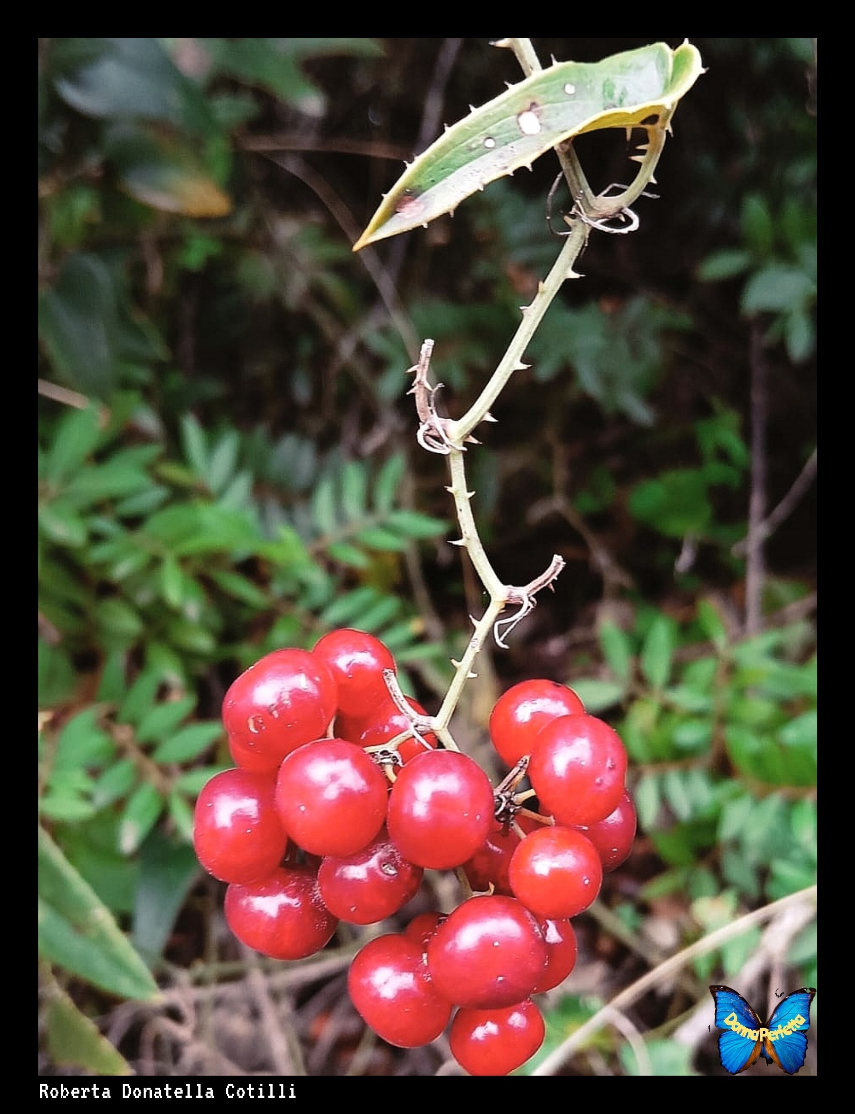 SMILAX SPERA. (stracciabraghe). 