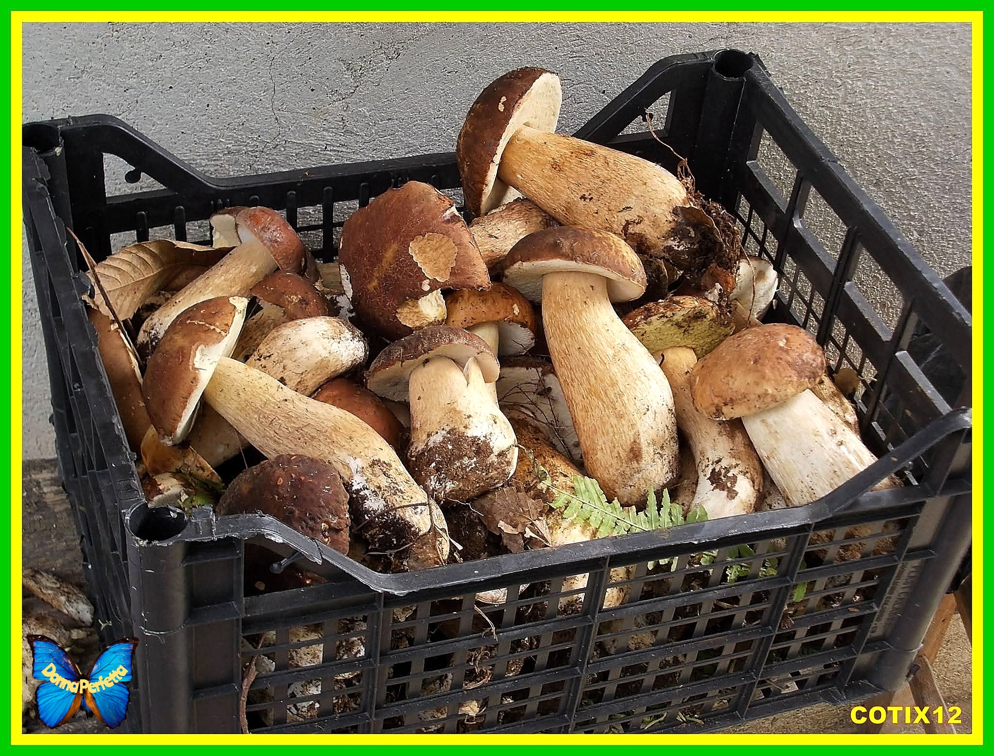 PORCINI di OLIVADI (CZ). 