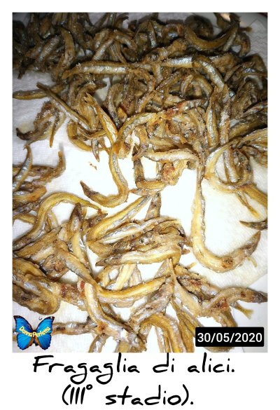 FRAGAGLIA DI ALICI (III° stadio). 