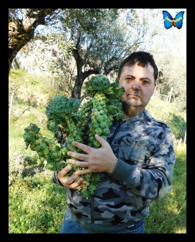 CAVOLETTI di BRUXELLS, di Olivadi. 