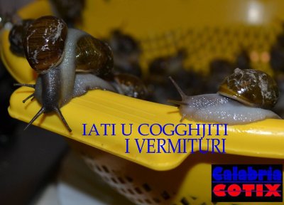 ANDATE A RACCOGLIERE LUMACHE...