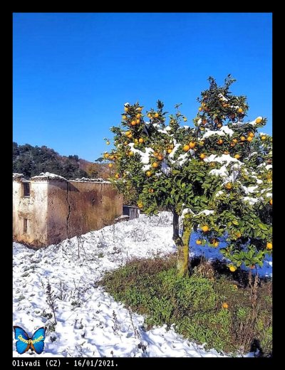 Arance e neve di Olivadi.