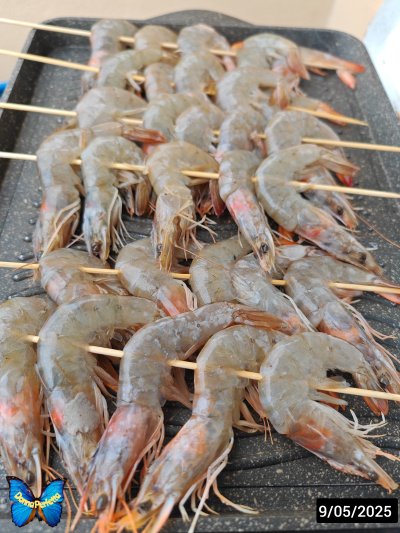 MAZZANCOLLE DI MAGGIO. 