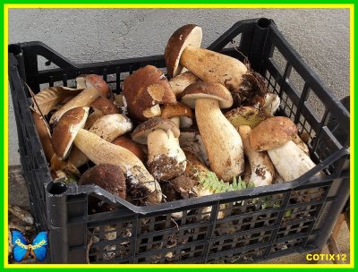 PORCINI di OLIVADI (CZ). 