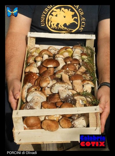 PORCINI di Olivadi