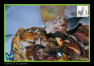 CERVELLO di capretto,